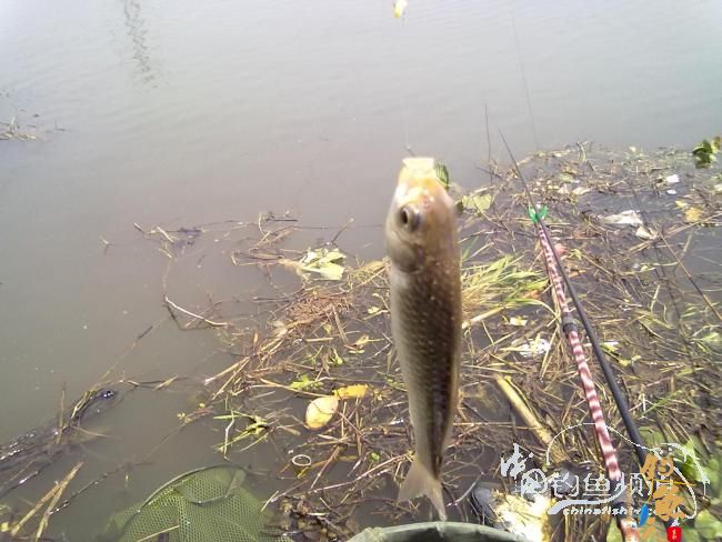 钓不尽的京杭运河28之钓友痛失大青 转