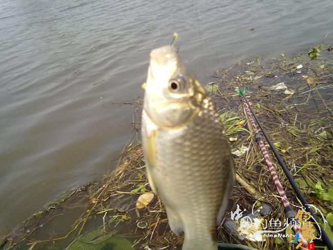 钓不尽的京杭运河28之钓友痛失大青 转