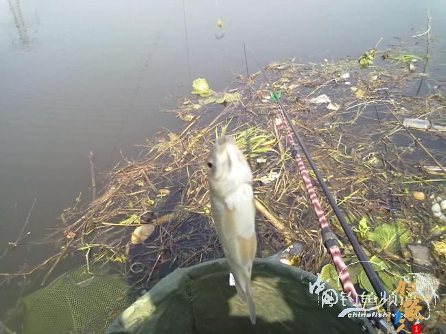 钓不尽的京杭运河28之钓友痛失大青 转