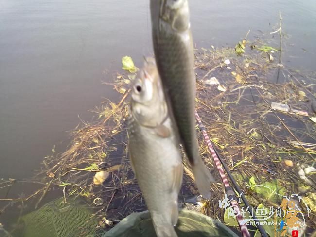 钓不尽的京杭运河28之钓友痛失大青 转