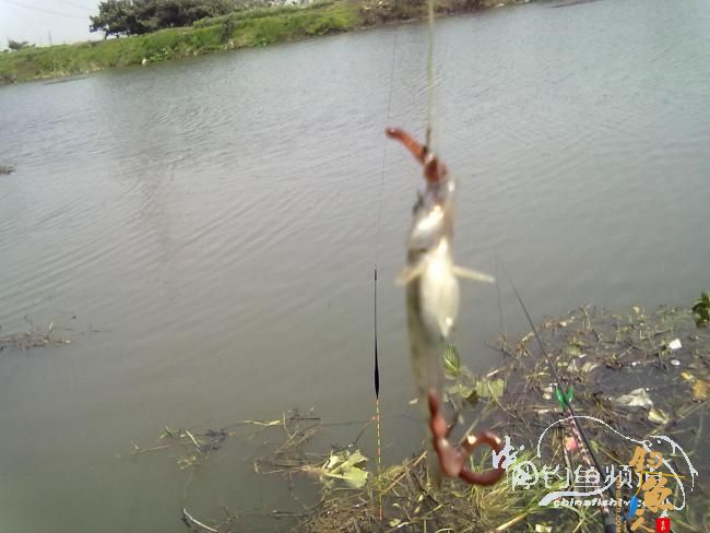 钓不尽的京杭运河28之钓友痛失大青 转