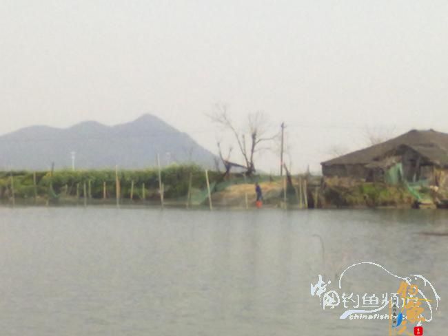 钓不尽的京杭运河28之钓友痛失大青 转