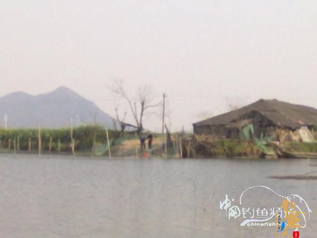 钓不尽的京杭运河28之钓友痛失大青 转