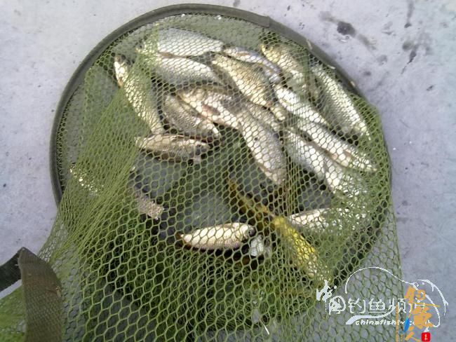 钓不尽的京杭运河28之钓友痛失大青 转