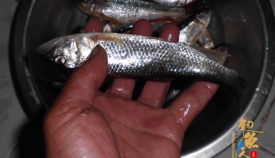 清明小长假绝对不能错过！野钓，还是野钓！