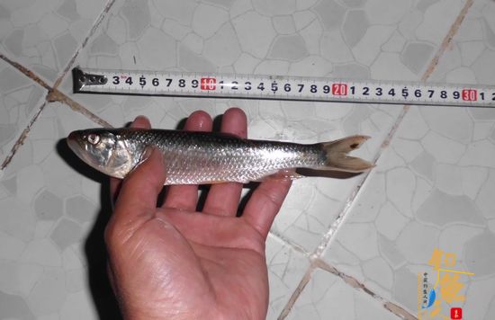 清明小长假绝对不能错过！野钓，还是野钓！