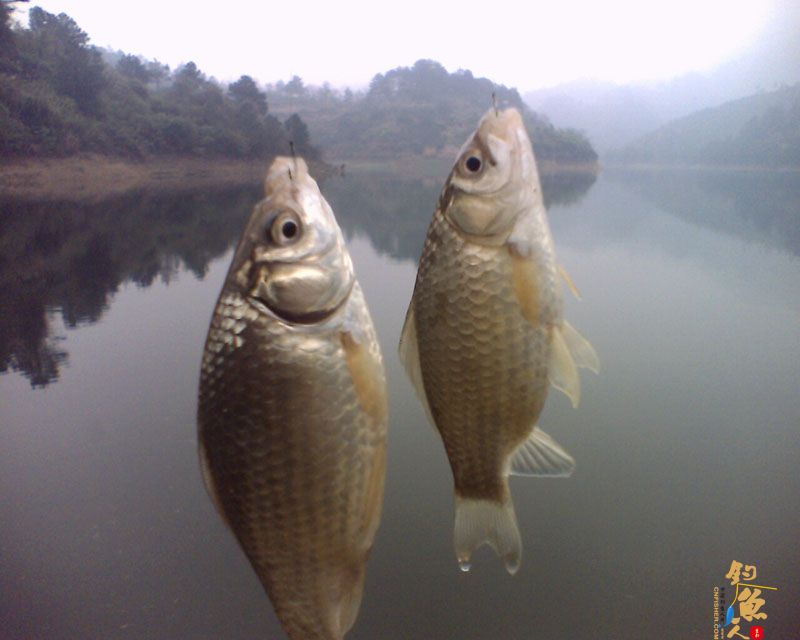 春意盎然梅子坝，隔日鱼情不相同 图