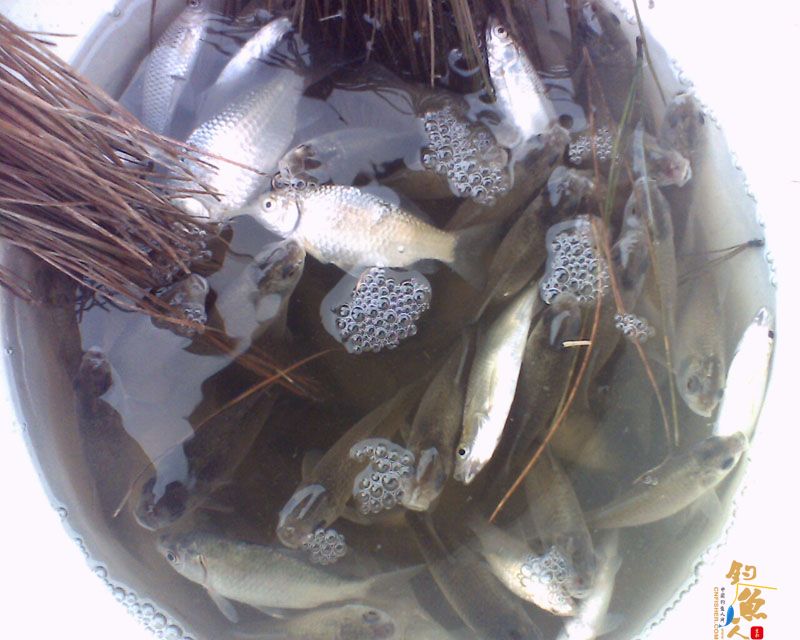 春意盎然梅子坝,隔日鱼情不相同 图