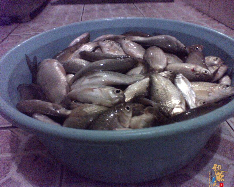 春意盎然梅子坝,隔日鱼情不相同 图