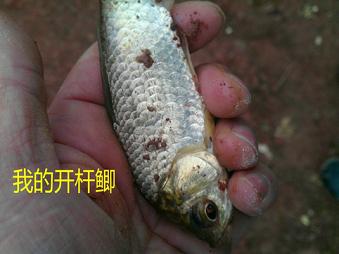 又探凼凼记--疯狂的鯵子