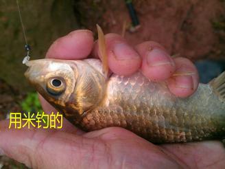 又探凼凼记--疯狂的鯵子