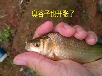 又探凼凼记--疯狂的鯵子