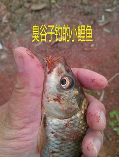 又探凼凼记--疯狂的鯵子