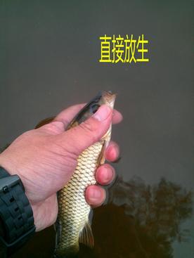 又探凼凼记--疯狂的鯵子