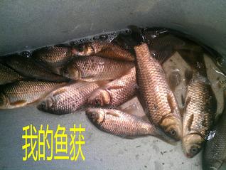 又探凼凼记--疯狂的鯵子