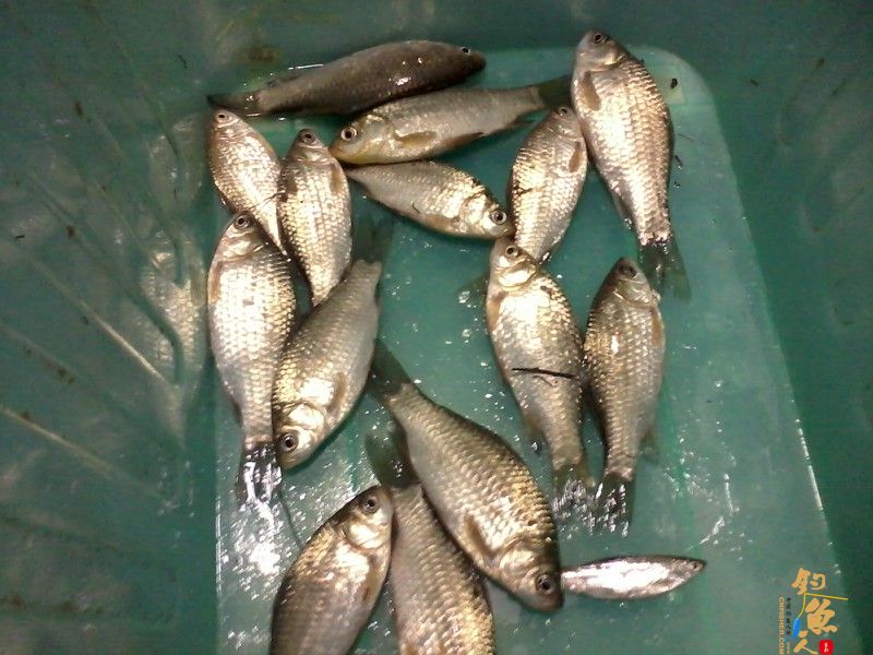 故地重游之以14条鱼惨淡收场