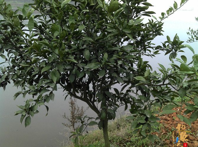 天气预报瞎胡闹 瞧我半天收获也不少