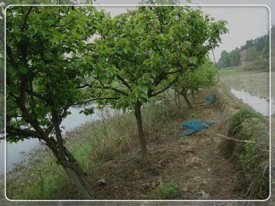 初次征战普里桥镇草坝渓 鱼获还是不错