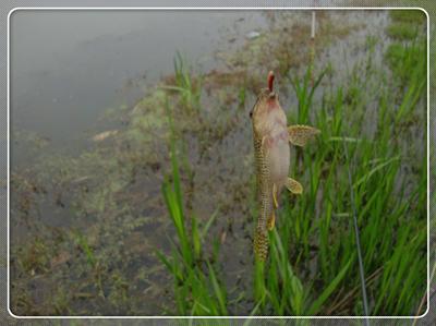 初次征战普里桥镇草坝渓 鱼获还是不错