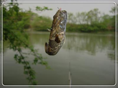 初次征战普里桥镇草坝渓 鱼获还是不错