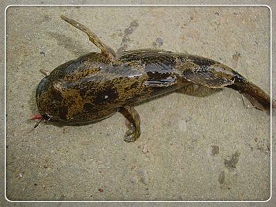 初次征战普里桥镇草坝渓 鱼获还是不错