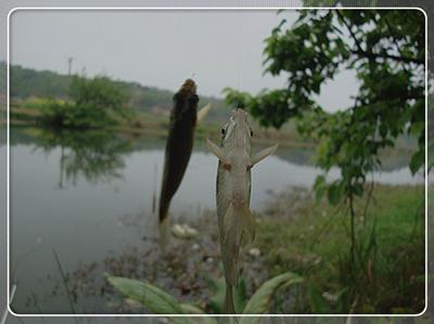 初次征战普里桥镇草坝渓 鱼获还是不错