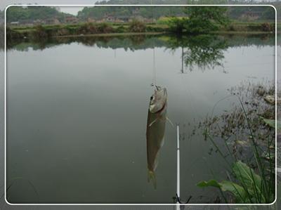 初次征战普里桥镇草坝渓 鱼获还是不错