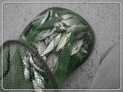 初次征战普里桥镇草坝渓 鱼获还是不错