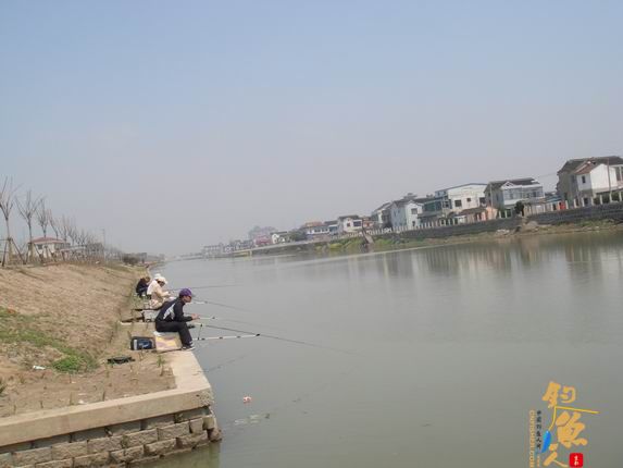 小战观江园 战小鲤，斗小鲫 多图