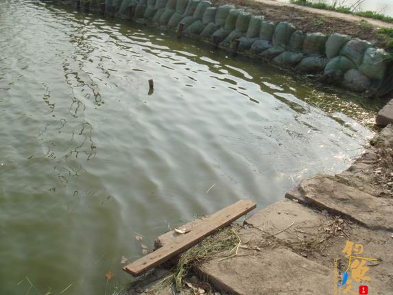 小战观江园 战小鲤，斗小鲫 多图