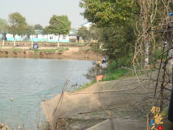 小战观江园 战小鲤，斗小鲫 多图