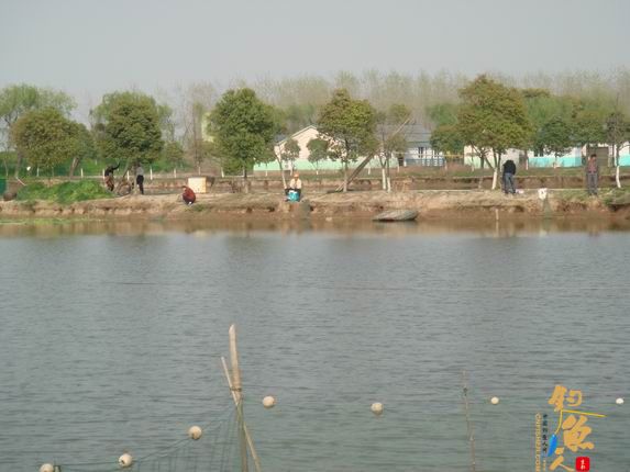 小战观江园 战小鲤，斗小鲫 多图