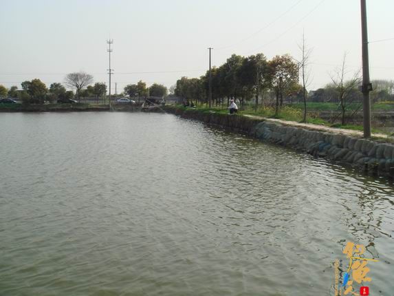 小战观江园 战小鲤，斗小鲫 多图