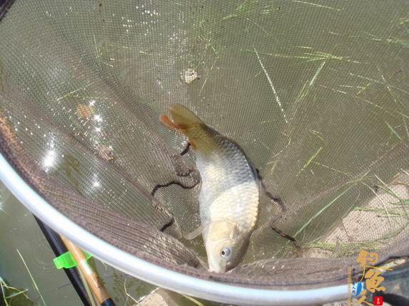 小战观江园 战小鲤，斗小鲫 多图