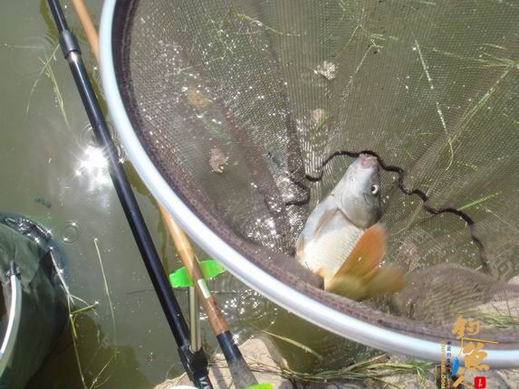 小战观江园 战小鲤，斗小鲫 多图