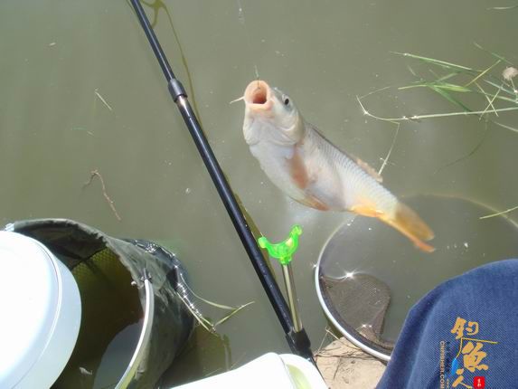 小战观江园 战小鲤，斗小鲫 多图