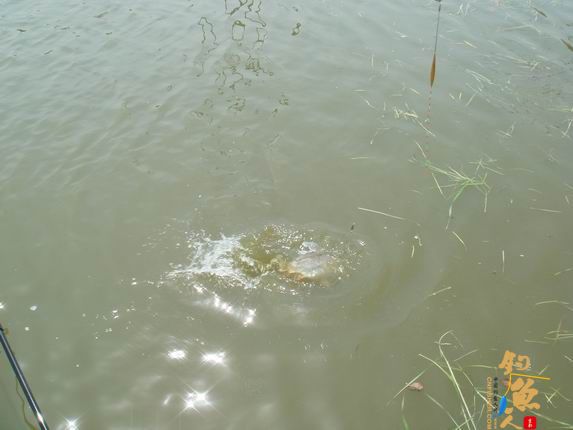 小战观江园 战小鲤，斗小鲫 多图