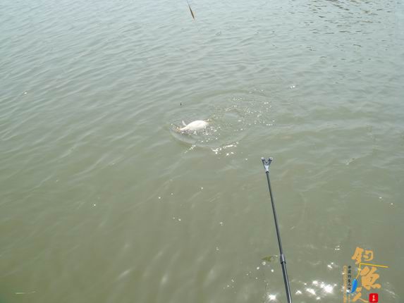 小战观江园 战小鲤，斗小鲫 多图