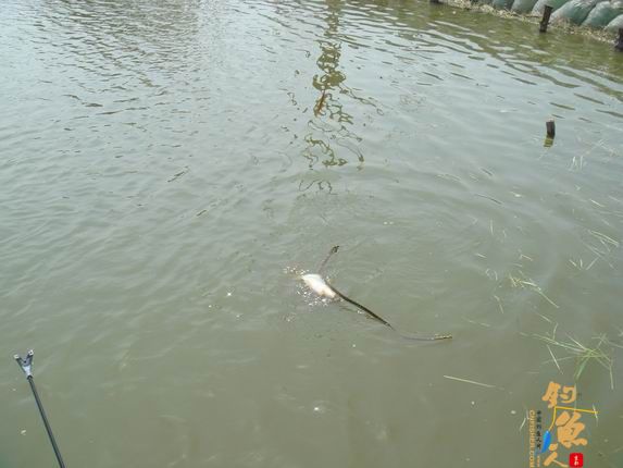 小战观江园 战小鲤，斗小鲫 多图