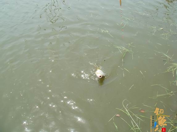 小战观江园 战小鲤，斗小鲫 多图