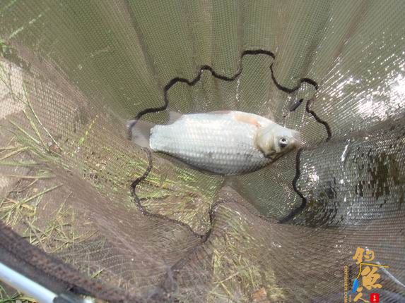 小战观江园 战小鲤，斗小鲫 多图