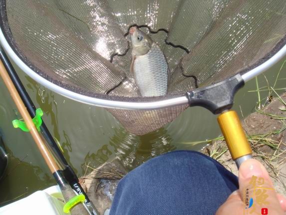 小战观江园 战小鲤，斗小鲫 多图