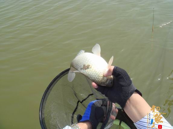 小战观江园 战小鲤，斗小鲫 多图