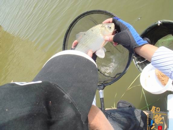 小战观江园 战小鲤，斗小鲫 多图