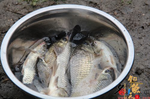 明令禁止垂钓 8钓竿16个鱼钩一网打尽池塘鱼