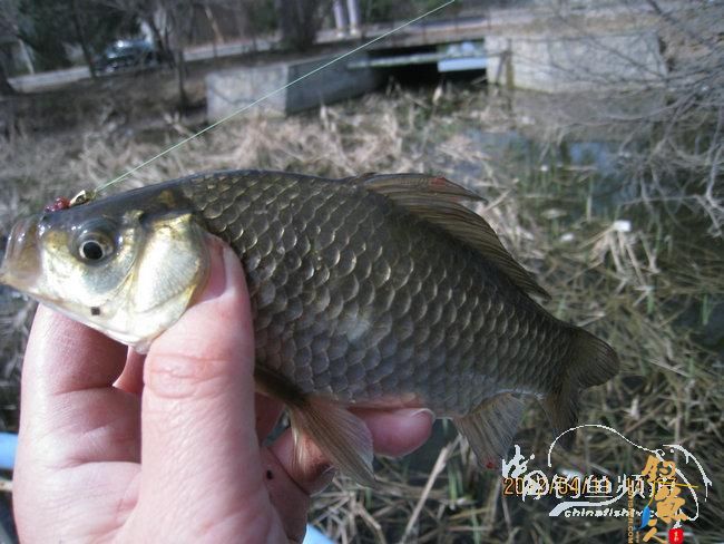 春季野塘戳茬钓大鲫 罕见大图
