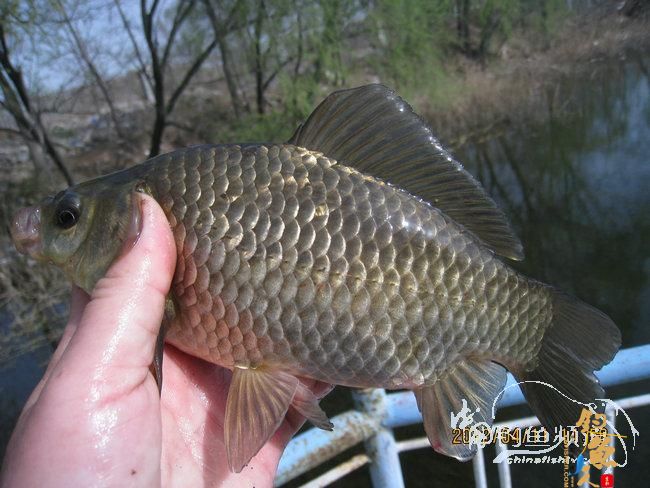 春季野塘戳茬钓大鲫 罕见大图