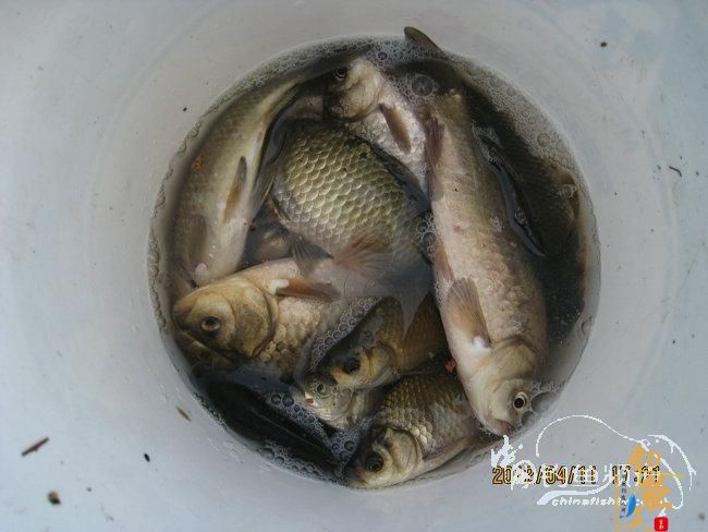 春季野塘戳茬钓大鲫 罕见大图