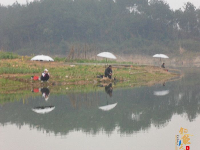 收获近二十斤野生板鲫