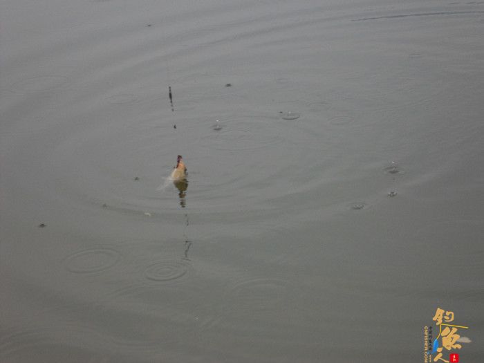 收获近二十斤野生板鲫
